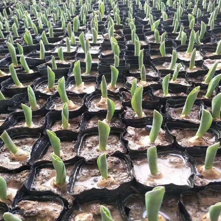 紫花玉簪价格 批发出售多种花卉苗木 青州花卉品种全