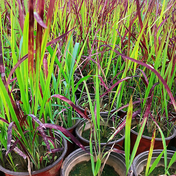 日本血草 血草小苗 日本血草价格 日本血草基地
