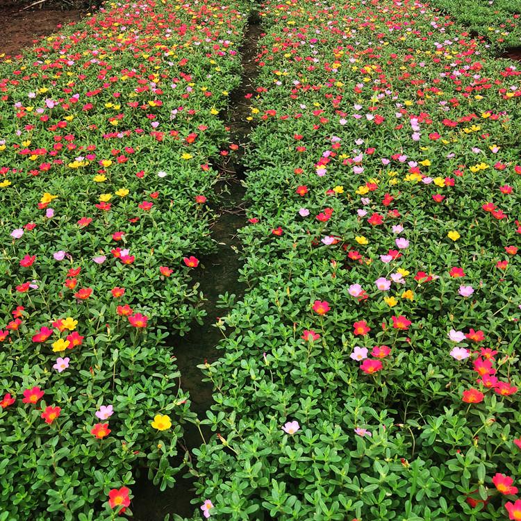 时令草花太阳花_广旭苗木_太阳花_满足供应