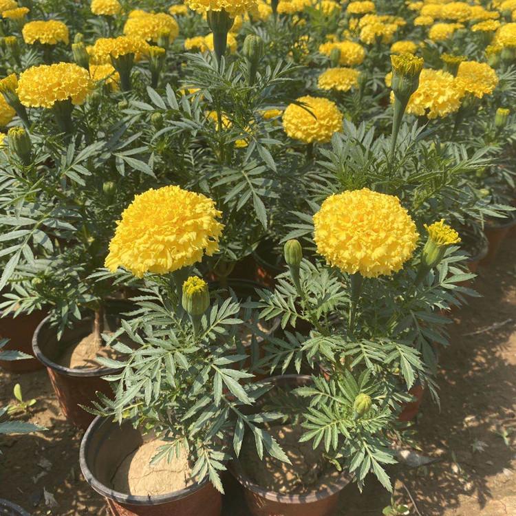 盆栽花卉   万寿菊 大花万寿菊 厂家直销批发