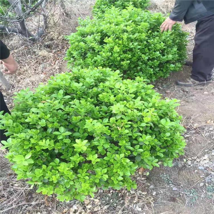 卫矛卫矛球价格卫矛卫矛球供应