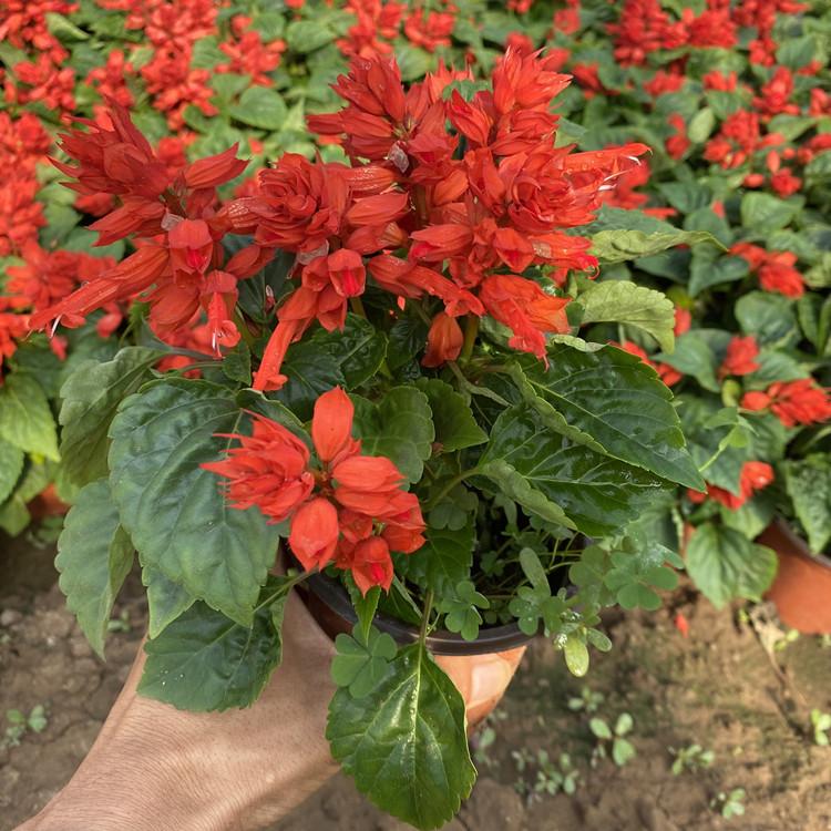 一串红供应批发  一串红价格  量大价优