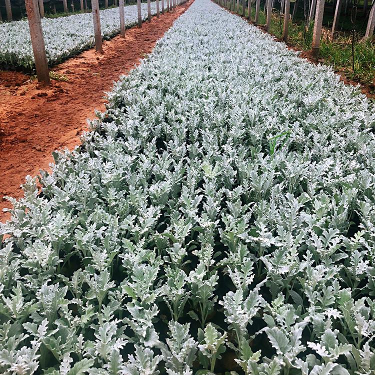 银叶菊   大量供应草花银叶菊   园林绿化
