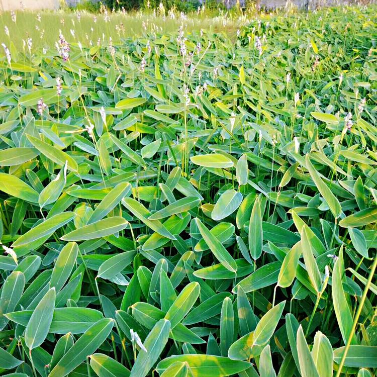 再力花   再力花基地   再力花价格