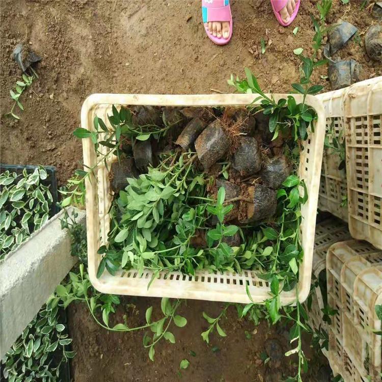 大叶黄杨价格大叶黄杨冬青卫矛基地大叶黄杨冬青卫矛绿化小苗