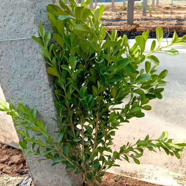 瓜子黄杨价格 小叶黄杨价格 小叶黄杨供应 瓜子黄杨供应
