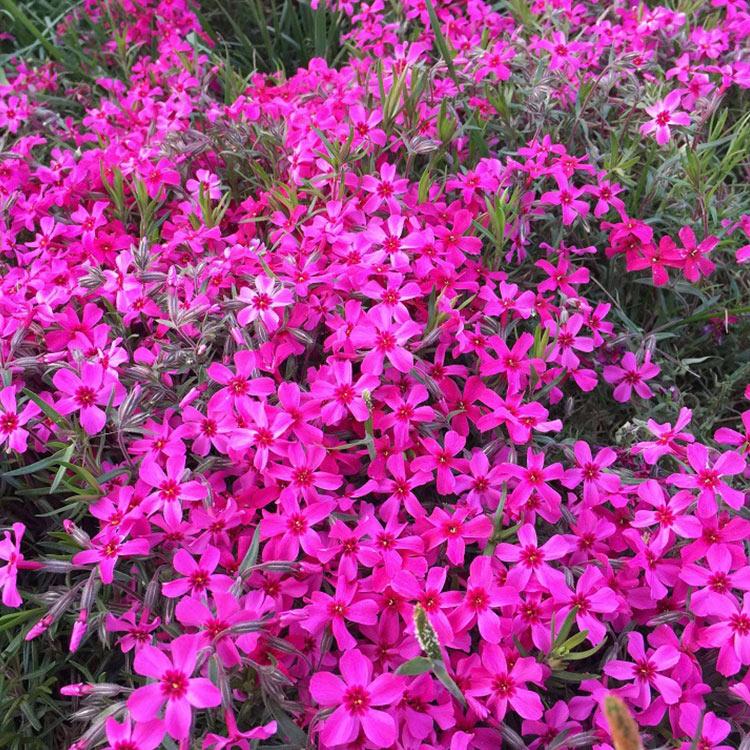 芝樱小苗 芝樱种植基地 腾骏花卉供应商