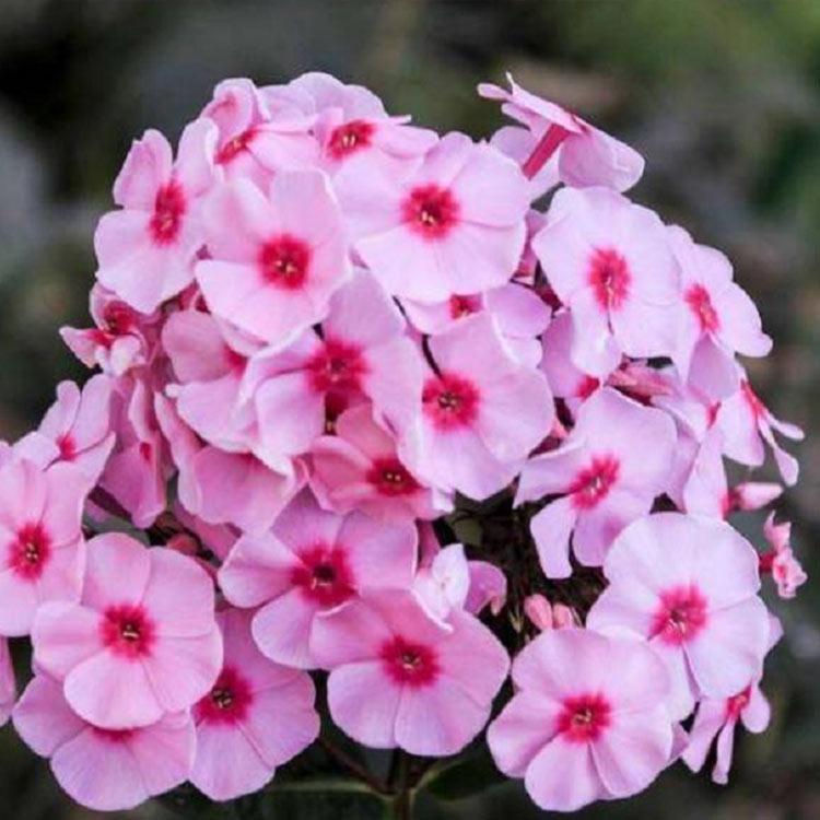 芝樱批发价格 芝樱种植 青州芝樱花海