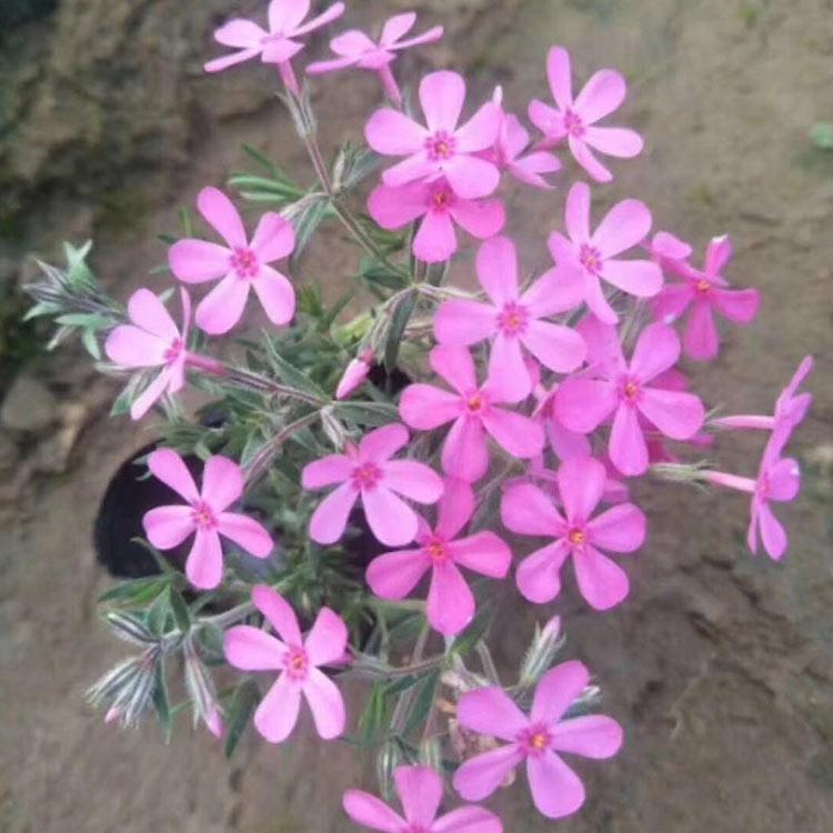 芝樱 丛生福禄考批发 青州草花