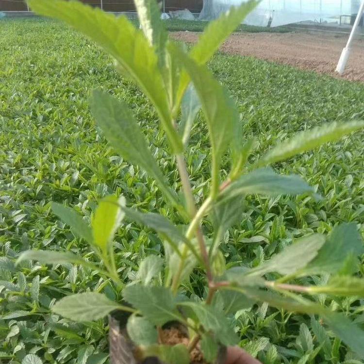 马鞭草小苗 马鞭草种苗 华硕花卉