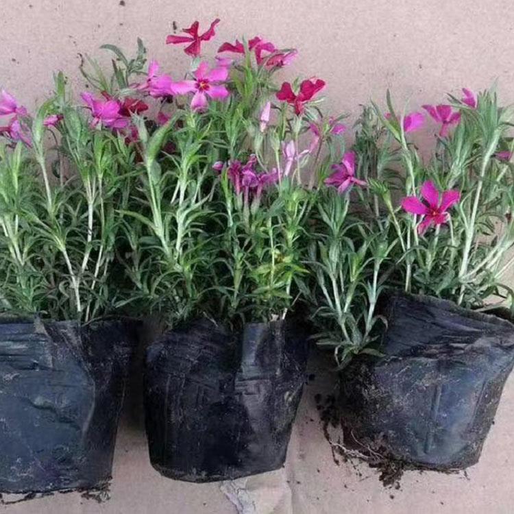 批发芝樱 腾骏花卉基地直销芝樱小苗
