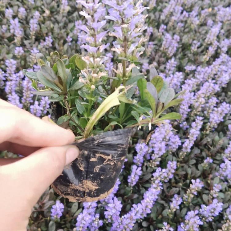多花筋骨草基地多花筋骨草价格山东多花筋骨草批发