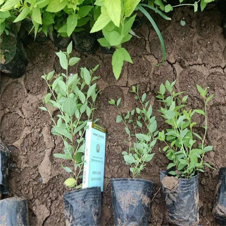 绣线菊基地青州绣线菊价格