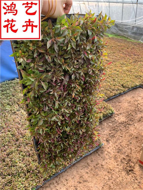 南阳五色草资深专家培育 五色草国庆草花