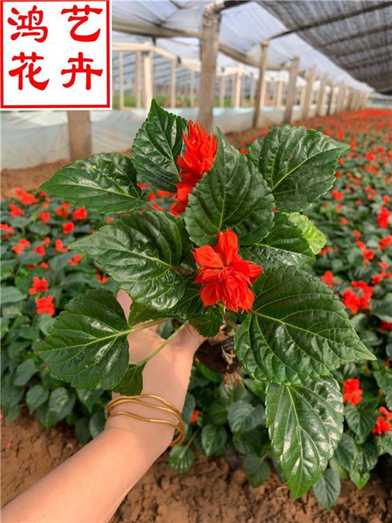 舟山一串红花卉市场批发 一串红草坪用花-鸿艺花卉