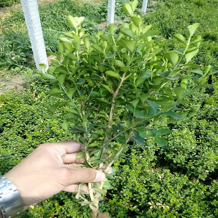 潍坊江瑞园艺常年供应绿化苗木四季绿化苗木现货质优价低价格面议欢迎致电