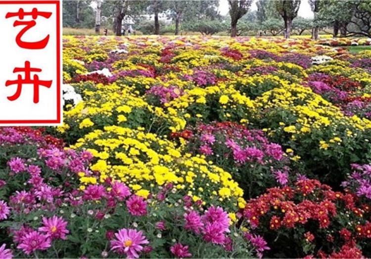 湖州地被菊价格实惠 地被菊苗圃直供-鸿艺花卉
