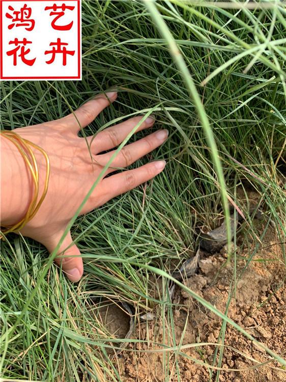 日照粉黛乱子草供应 粉黛乱子草工程苗营养杯