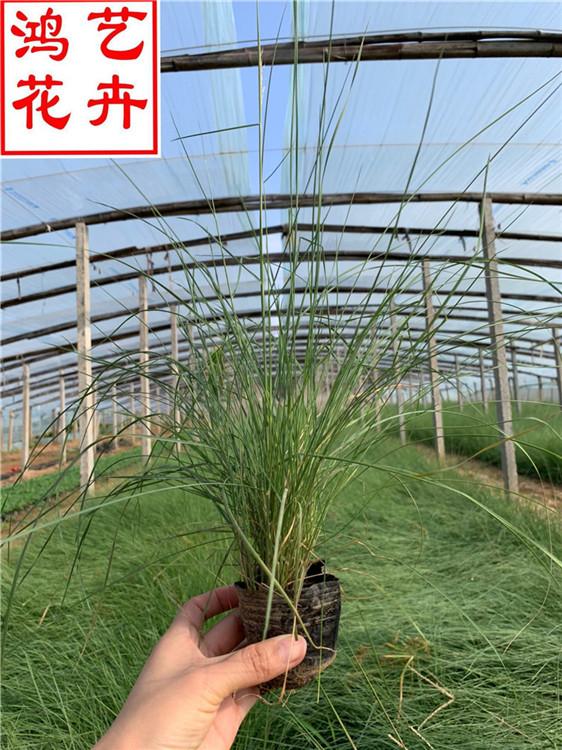 郑州粉黛乱子草景观草花 粉黛乱子草绿化苗木工程