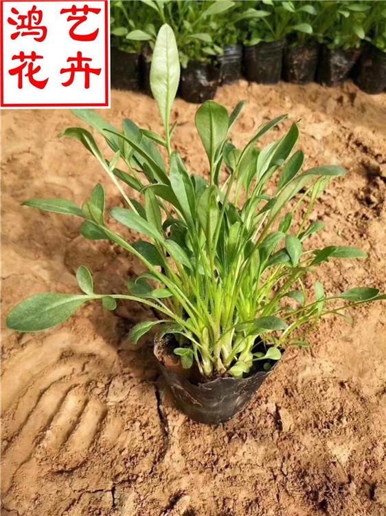 济宁金鸡菊广场摆花 金鸡菊屋顶观赏苗-鸿艺花卉