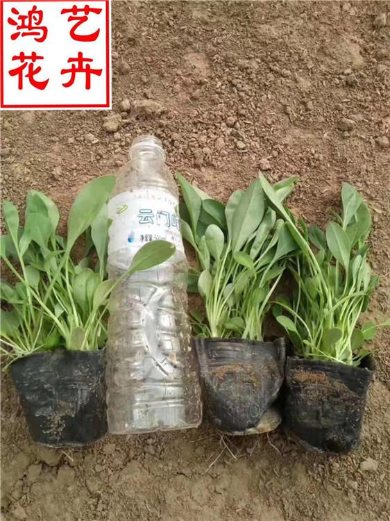 舟山金鸡菊租摆花卉 金鸡菊花海新品种-鸿艺花卉
