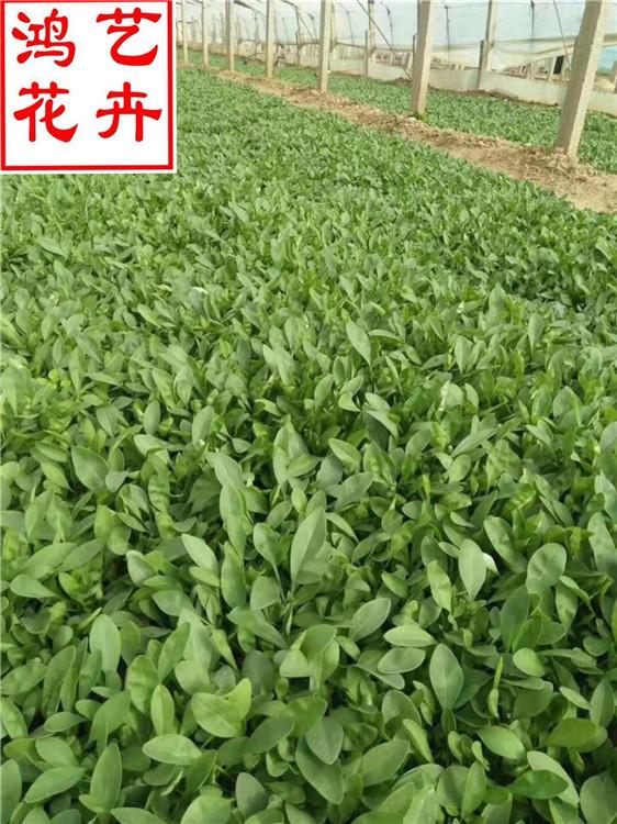 枣庄金鸡菊广场摆花 金鸡菊资深专家培育