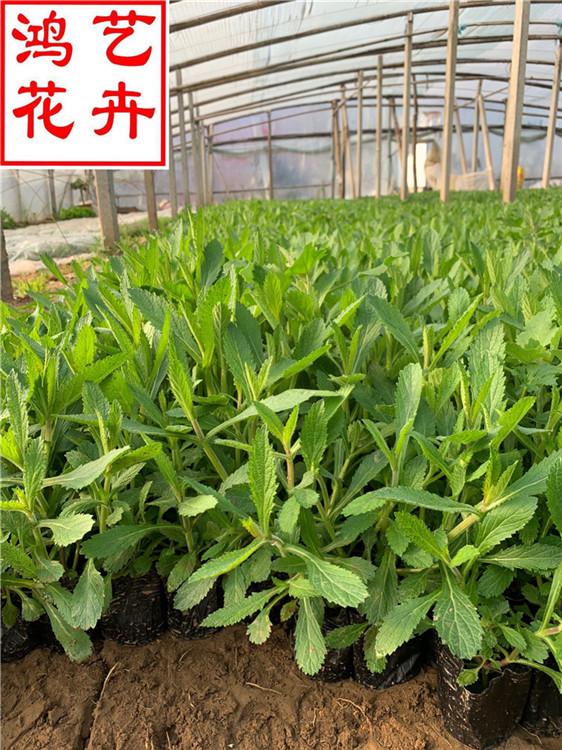 邯郸柳叶马鞭草网红花海制造 马鞭草大面积绿化