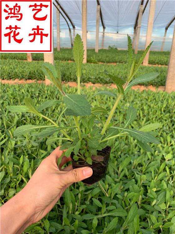 三明马鞭草花卉市场批发 柳叶马鞭草上车价-鸿艺花卉