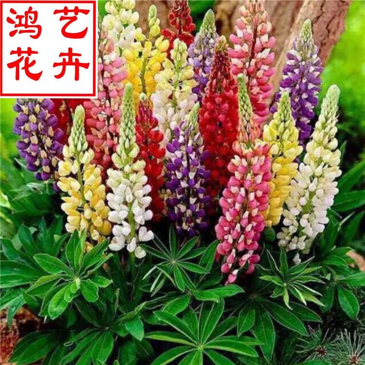 福州羽扇豆绿化常见植物 羽扇豆花海工程美化