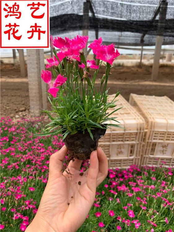 济南欧石竹花海用苗 欧石竹基地自产自销-鸿艺花卉