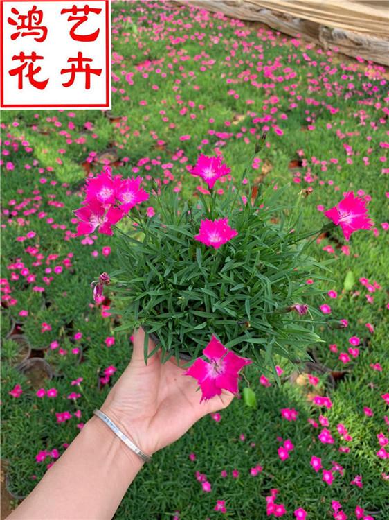 乐山欧石竹市政绿化用苗 欧石竹盆栽小苗