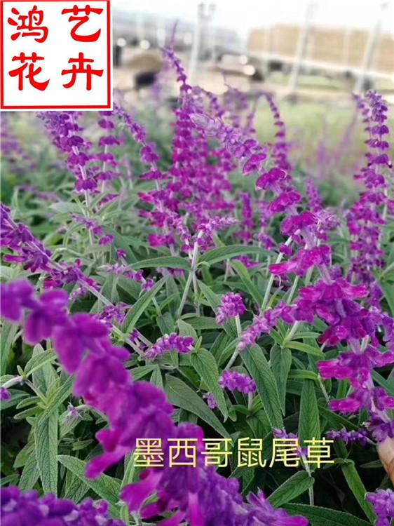 唐山墨西哥鼠尾草苗圃直供 墨西哥鼠尾草资深专家培育