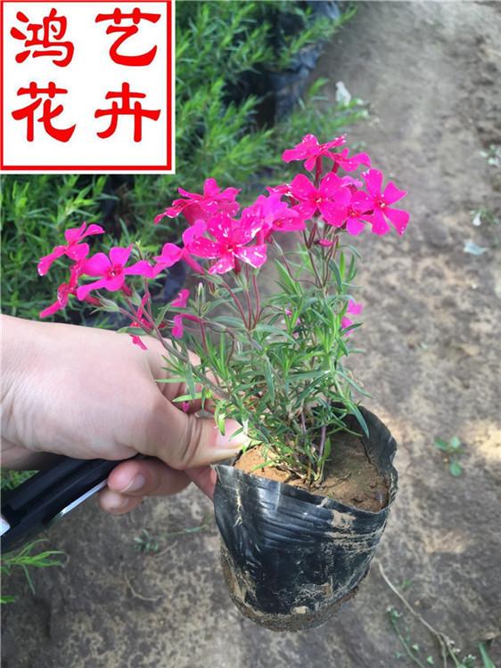 湛江芝樱宿根草花基地 芝樱庭院观赏绿植-鸿艺花卉