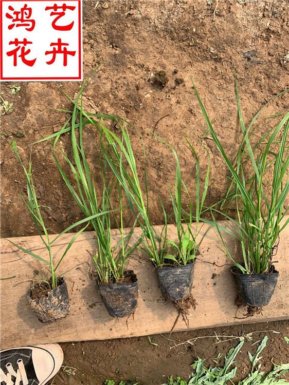 福州狼尾草草花租摆 狼尾草道路绿化工程