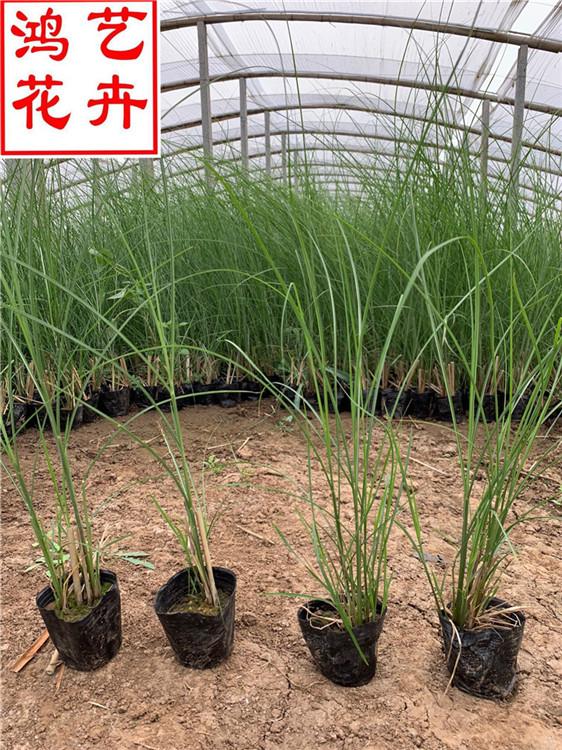 新乡细叶芒绿化常见植物 细叶芒绿化苗木工程