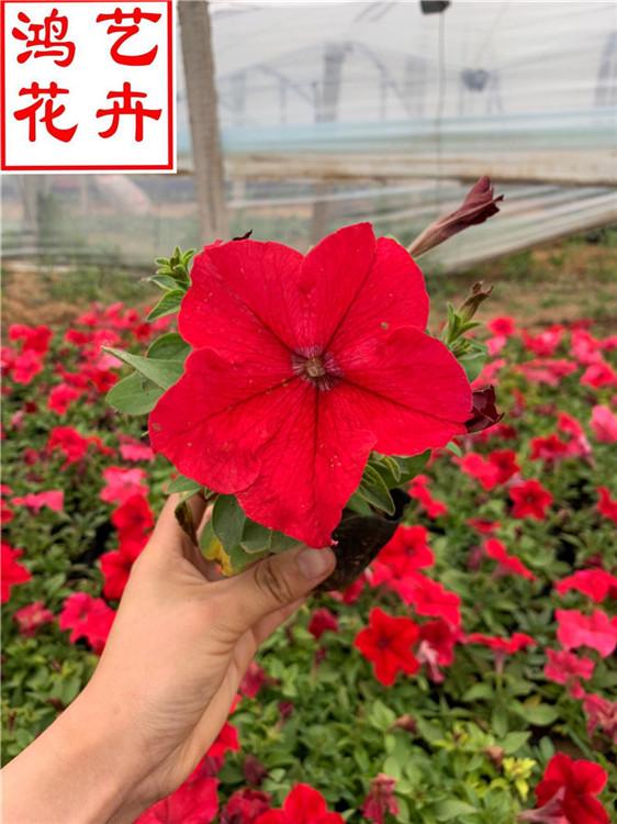 青岛矮牵牛四季室内花卉 矮牵牛庭院观赏绿植-鸿艺花卉