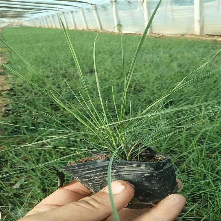 崂峪苔草基地崂峪苔草价格