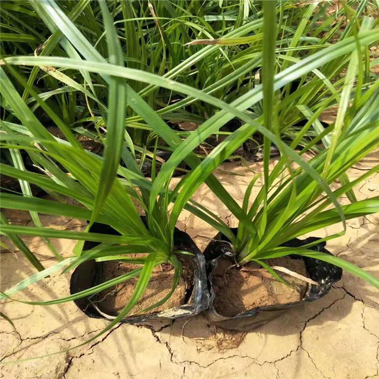 青绿苔草价格山东青绿苔草批发