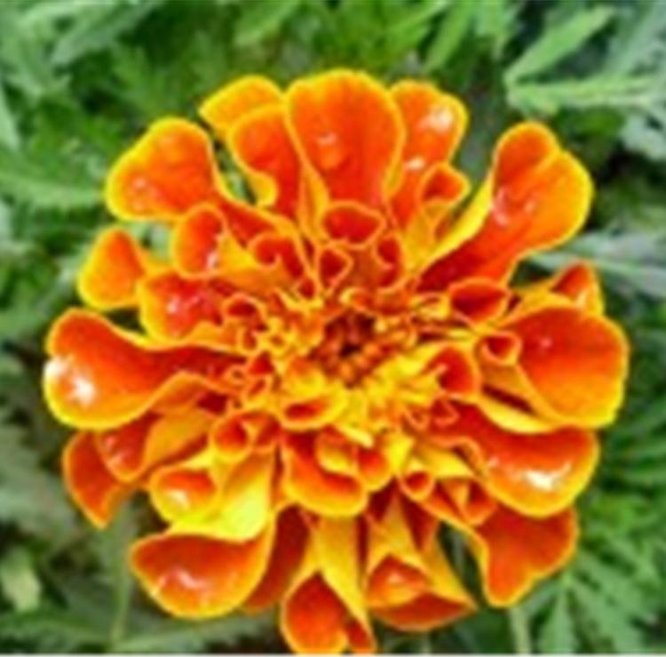 孔雀草花卉基地