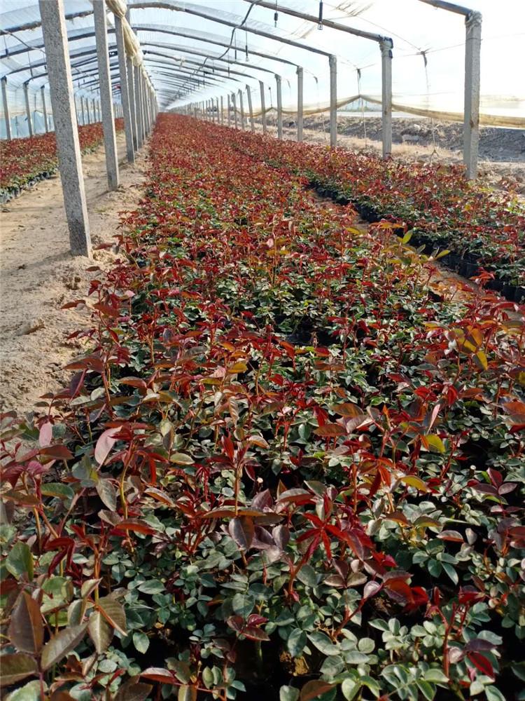 大花月季 山东大花月季基地 我苗圃批发