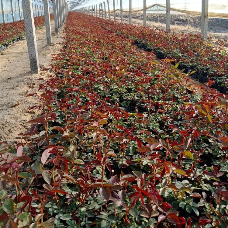 量大优惠 大花月季 山东大花月季价格