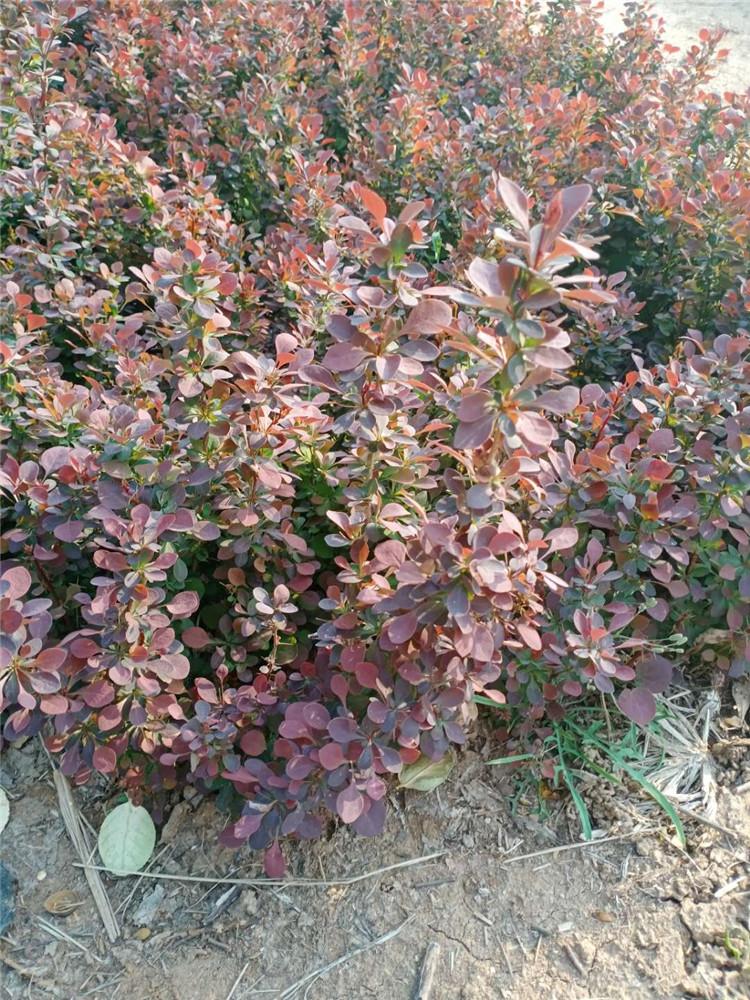 基地种植 红叶小檗种苗 山东红叶小檗种苗供应商