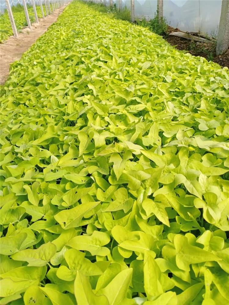 金叶薯 量大优惠 青州金叶薯价格