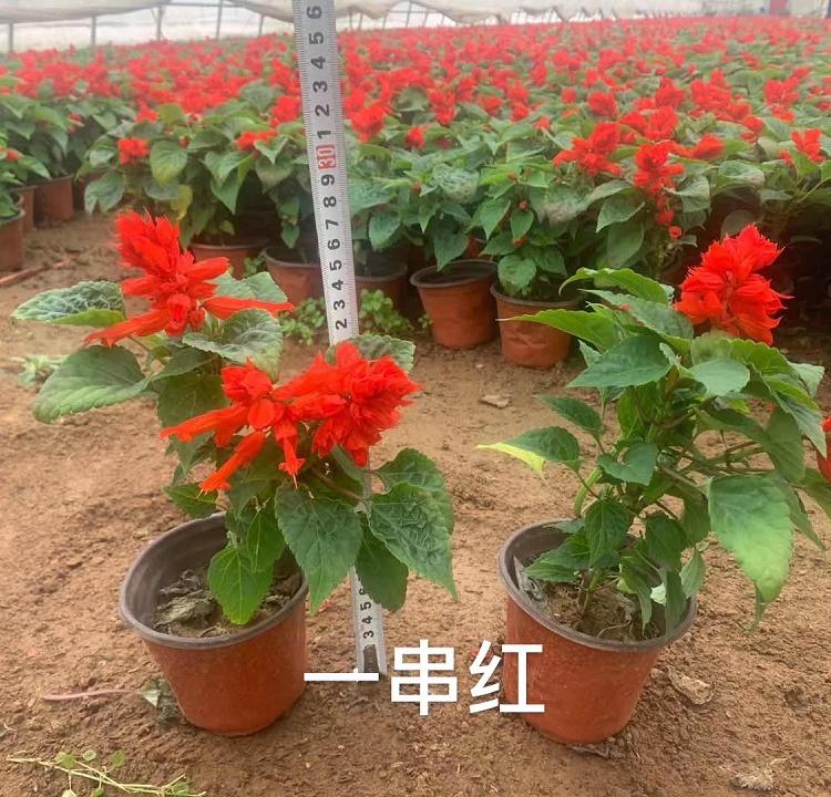 现货供应一串红 一串红小苗 一串红基地-映雪