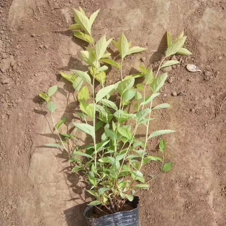 大量出售金焰绣线菊 金焰绣线菊批发 金焰绣线菊供应商