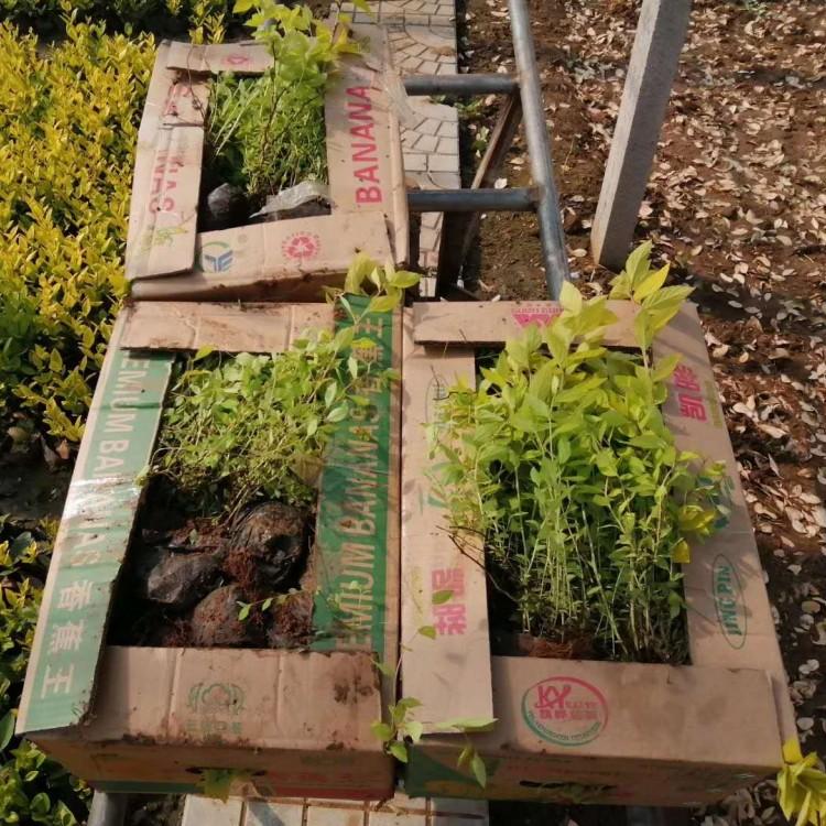 山东黄楼草花基地 金焰绣线菊 金焰绣线菊批发 金焰绣线菊小苗