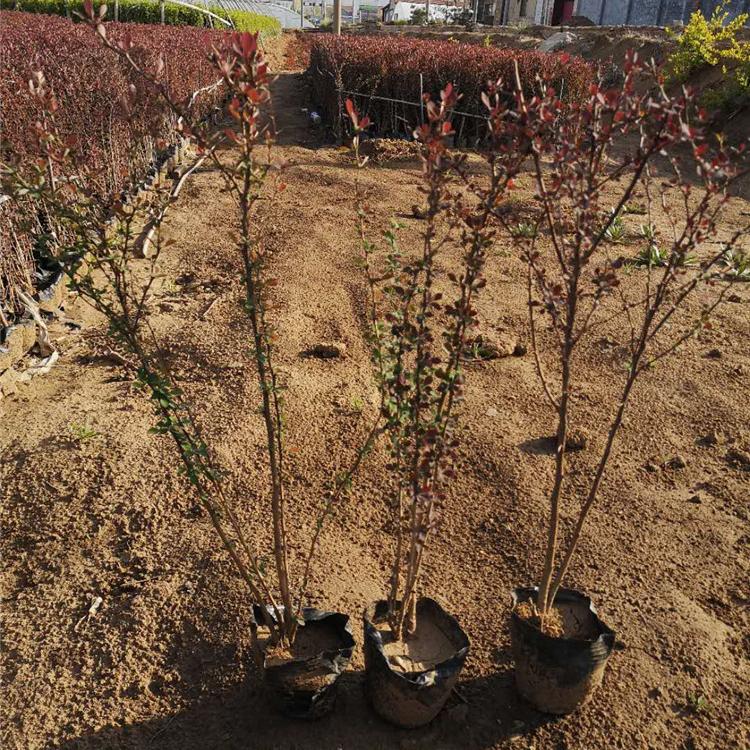 红叶小檗 红叶小檗种植基地 供应红叶小檗苗