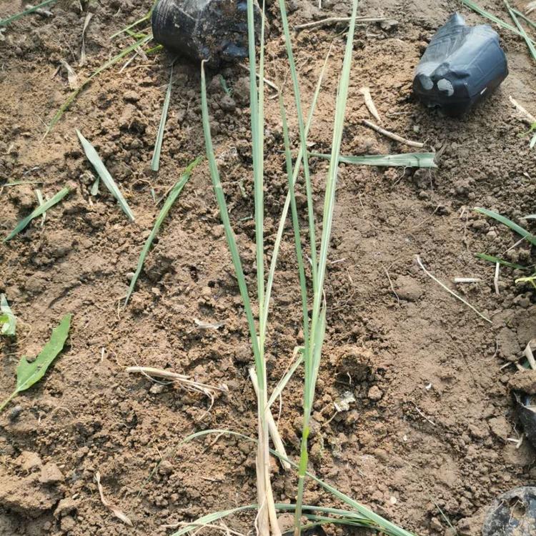 矢羽芒价格青州矢羽芒基地矢羽芒批发