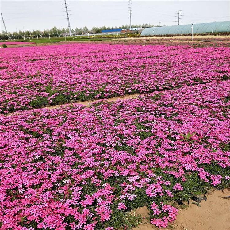 东营芝樱盆栽植物 芝樱成活率高-双科花卉