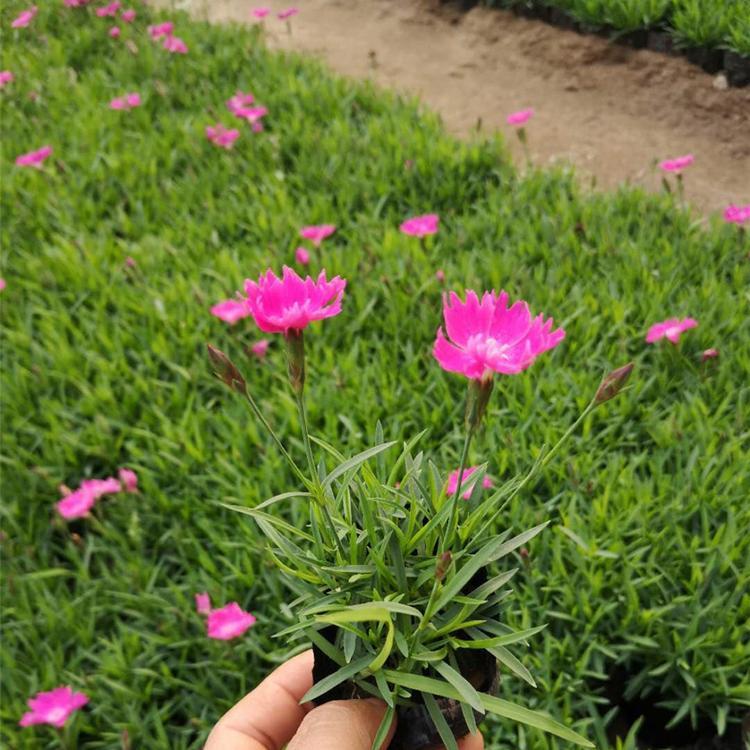 青州黄楼欧石竹 山东欧石竹 欧石竹花海工程用苗